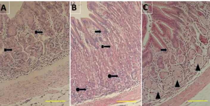 Gambar 2 Distribusi sel pada kelenjar kardia (A), fundus (B), dan pilorus (C).  sel parietal (  ) ditemukan  pada area peralihan antara kardia dan fundus, serta banyak ditemukan di area basal hingga leher  kelenjar fundus, sel utama(  )  banyak ditemukan d
