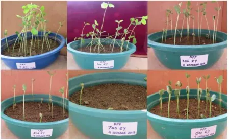 Gambar 1.  Pertumbuhan kecambah tanaman kedelai Kipas Merah Bireun pada umur 14 hari  yang diradiasi sinar gamma pada dosis 0, 100, 300, 500, 700, dan 900 Gy