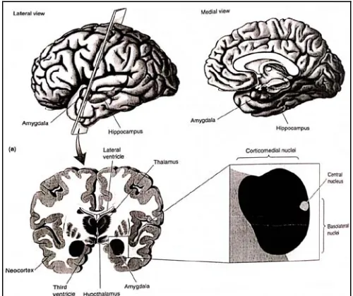 Gambar 1. Amigdala terdiri dari tiga nukleus.26 