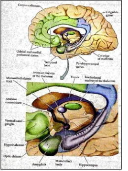 Gambar 2. Letak korteks prafrontal,  