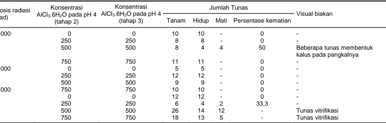 Tabel 8.  Respon tunas mutan terseleksi tahap 2 yang hidup pada media seleksi in vitro tahap 3 untuk toleransi terhadap alumunium dengan 