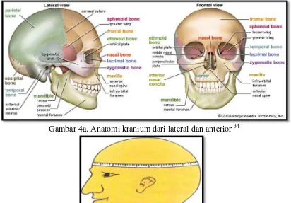 Gambar 4a. Anatomi kranium dari lateral dan anterior 34 