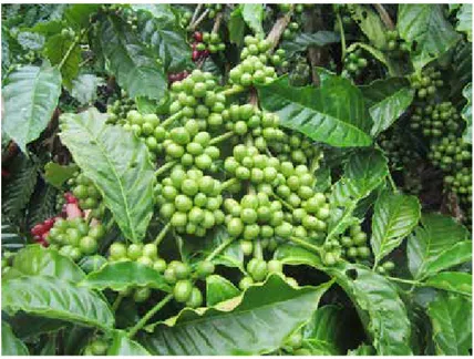 Gambar 1.  Karakteristik pertumbuhan tanaman kopi Robusta asal tunas plagiotrop 