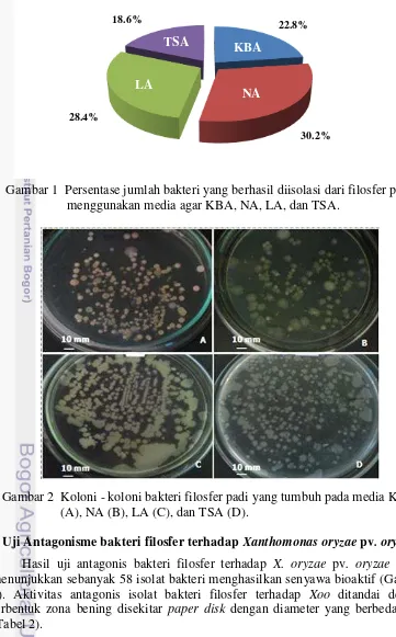 Gambar 1  Persentase jumlah bakteri yang berhasil diisolasi dari filosfer padi 