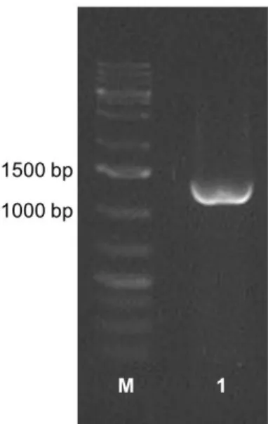 Gambar 2.  Hasil PCR DNA BAL menggunakan primer  16s rRNA. (M) Marker 1 kb plus ladder, (1)  isolat F1 