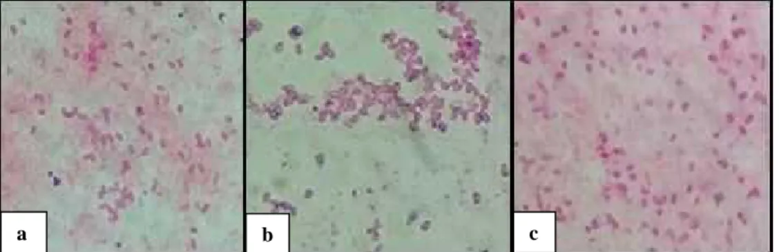 Gambar 1.3 Pewarnaan gram isolat bakteri endofit: a. Isolat 3, b. Isolat 21, c. Isolat 22