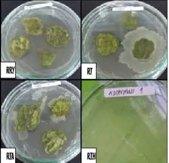 Gambar 1.1 Sterilisasi permukaan daun pare: a. Isolasi daun 1, b. Isolasi daun 2, c. Isolasi daun 3, d