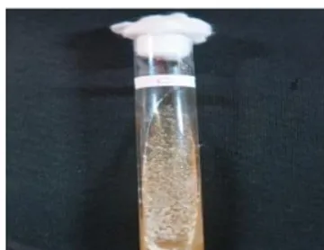 Gambar 1. Isolat bakteri probiotik (C) yang digunakan  dalamproses enkapsulasi 