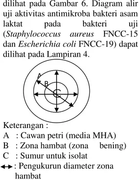 Gambar 6. Metode pengukuran zona  hambat isolat bakteri asam laktat.