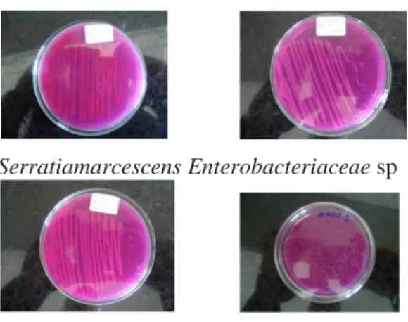 Gambar 1. Pengujian bakteri pembentuk  histamin