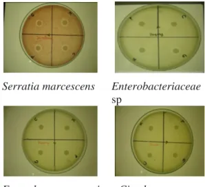 Gambar 2. Uji daya hambat kitosan  terhadap4 isolat  bakteri  penghasil enzim histidin 