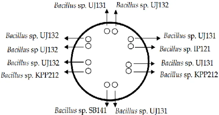 Gambar 1. Perlakuan uji kompetisi Bacillus.  