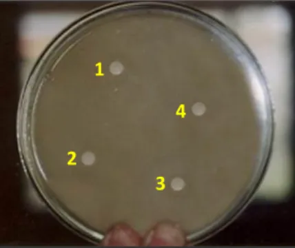 Gambar 1. Diameter Daerah Hambatan Bacillus sp Terhadap V. harveyi 