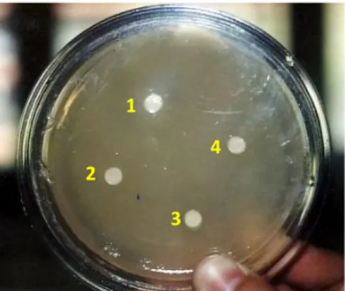 Gambar 2. Diameter Daerah Hambatan Photobacterium sp terhadap V. harveyi  Uji  LactoBacillus sp Terhadap V