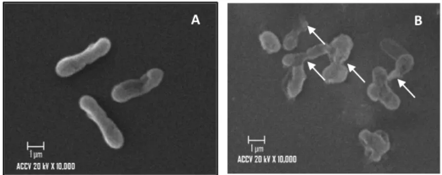 Gambar 3  Morfologi sel V. harveyi pada pengamatan SEM perbesaran 10.000x. (A) sel      normal; (B) sel dengan pemberian ekstrak Nodulisporium sp