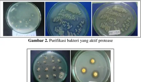 Gambar 2. Purifikasi bakteri yang aktif protease 