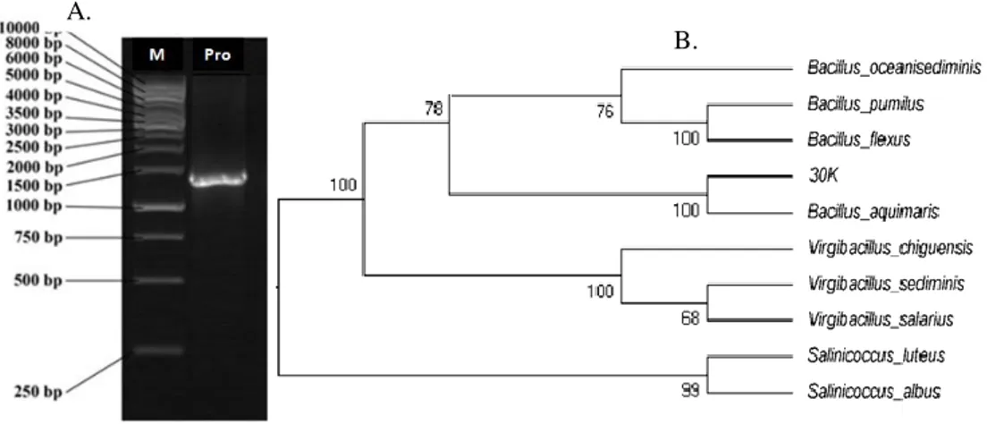 Gambar 6. A. Gel doc hasil PCR dan elektroforesis; B. Filogenetik tree isolat 30 