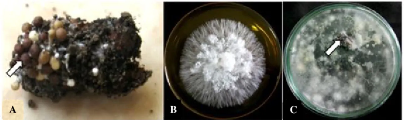 Gambar 1. (A) Sklerotia pada biji kacang tanah yang tidak tumbuh, (B) biakan murni  jamur  Sclerotium sp.,  dan (C) hasil  reisolasi biji  kacang tanah yang  terserang Sclerotium sp.