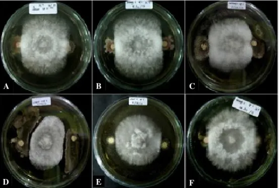 Gambar 2.   Uji daya hambat bakteri endofit dengan Sclerotium sp. (A) bakteri LN2, (B) bakteri  LN4, (C)  bakteri LN5, (D) bakteri LN1, (E) bakteri LN3, (F) dan bakteri LN6