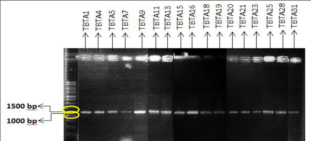 Gambar 1. Visualisasi sekuen gen 16S rRNA bakteri asam laktat dari Tapai. 