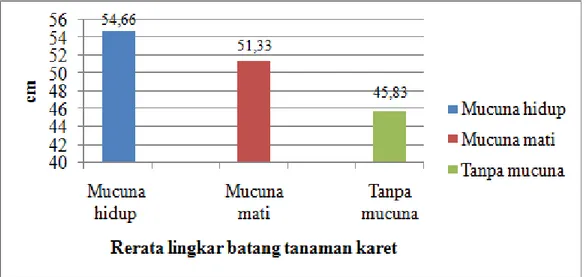 Gambar 2.   Grafik rata-rata pengamatan lingkar batang pada tanaman karet 