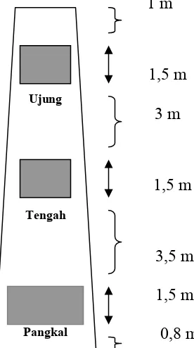 Gambar 2. Pengambilan batang berdasarkan ketinggian batang 