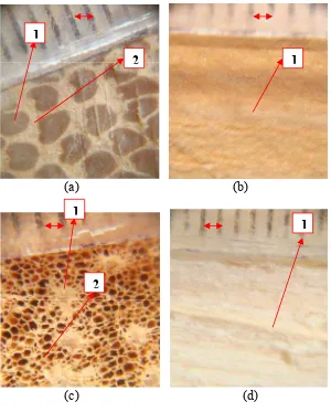 Gambar 6. Ikatan pembuluh batang pinang bagian pangkal tepi kulit (a dan b) dan 