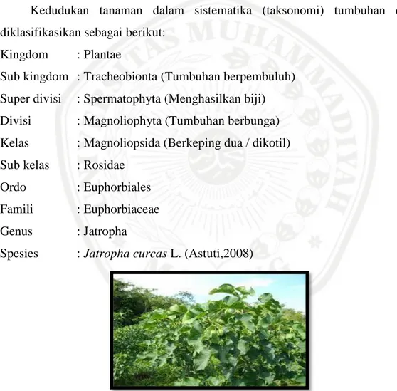 Gambar 2.1 Pohon Jarak Pagar ( Jatropha curcas )   (Susilowati, 2014) 