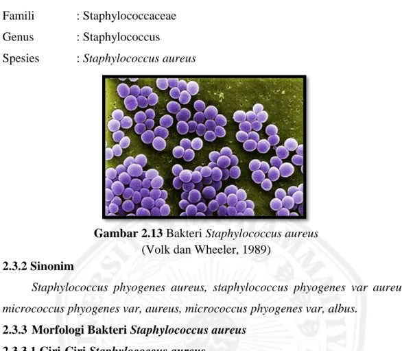 Gambar 2.13 Bakteri Staphylococcus aureus  (Volk dan Wheeler, 1989) 