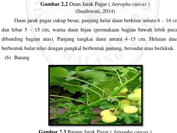 Gambar 2.3 Batang Jarak Pagar ( Jatropha curcas )  (Susilowati, 2014) 