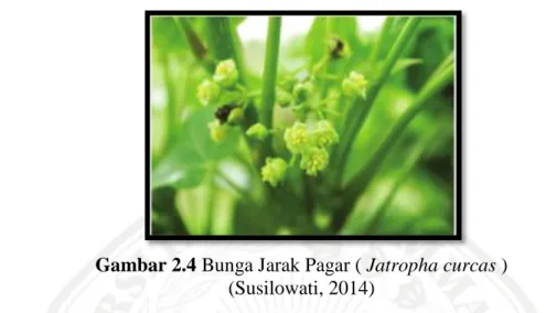 Gambar 2.4 Bunga Jarak Pagar ( Jatropha curcas )  (Susilowati, 2014) 