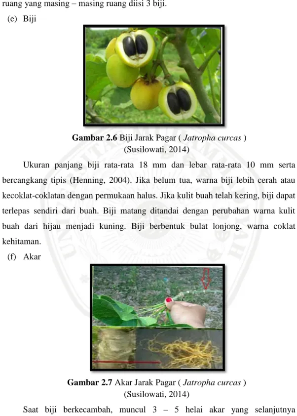 Gambar 2.6 Biji Jarak Pagar ( Jatropha curcas )  (Susilowati, 2014) 