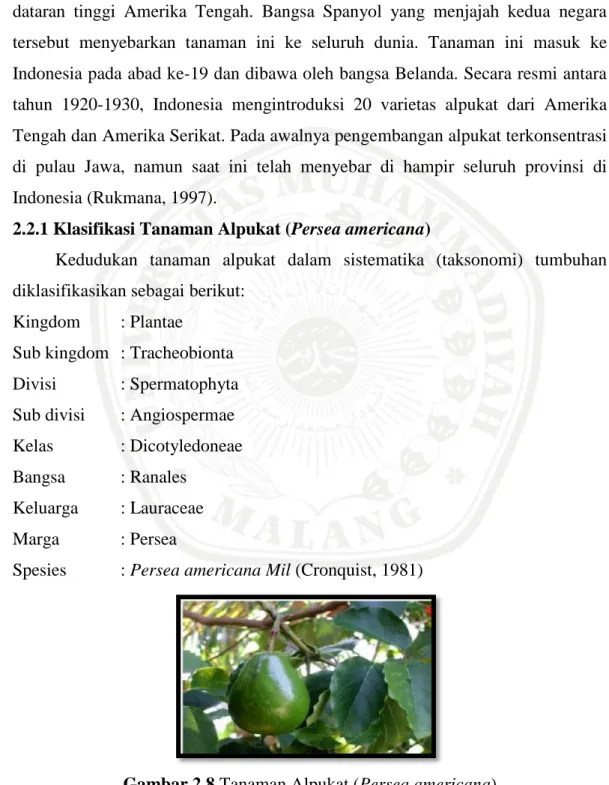 Gambar 2.8 Tanaman Alpukat (Persea americana)   (Aspan et al., 2008) 