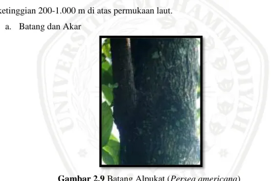 Gambar 2.9 Batang Alpukat (Persea americana)  (Aspan et al., 2008) 