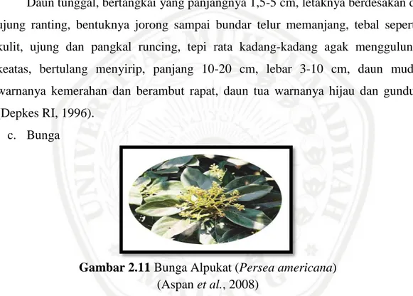 Gambar 2.11 Bunga Alpukat (Persea americana)  (Aspan et al., 2008) 