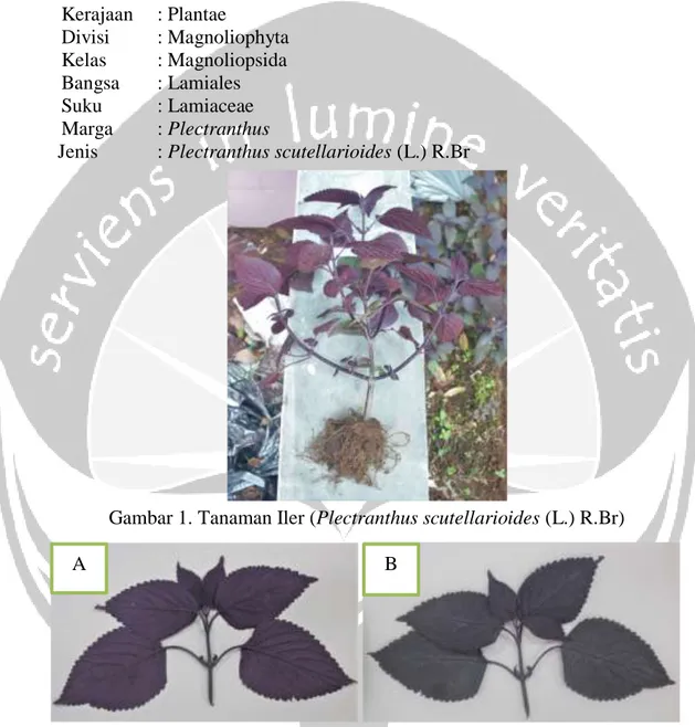 Gambar 1. Tanaman Iler (Plectranthus scutellarioides (L.) R.Br) 