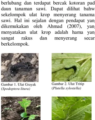 Gambar 1. Ulat Grayak    (Spodoptera litura)   