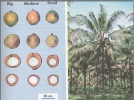 Gambar 2  Buah dan pohon kelapa Malayan Red Dwarf (Batugal et al. 2005)