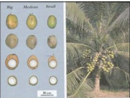 Gambar 3  Buah dan pohon kelapa hibrida PB-121 (Batugal et al. 2005)