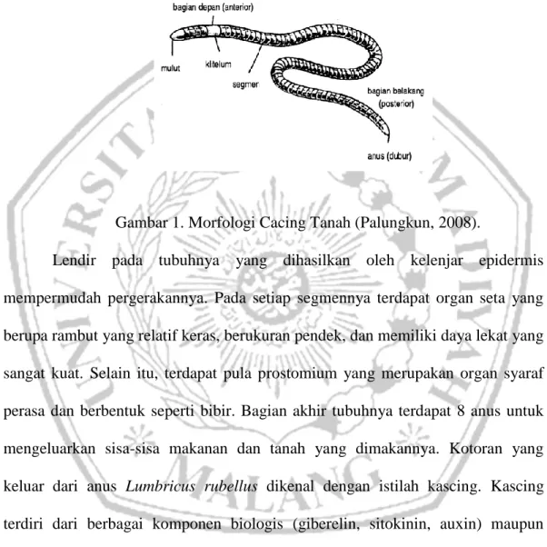 Gambar 1. Morfologi Cacing Tanah (Palungkun, 2008). 