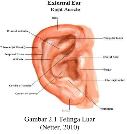 Gambar 2.1 Telinga Luar 