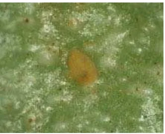 Gambar 1 : Telur Conopomorpha cramerella 