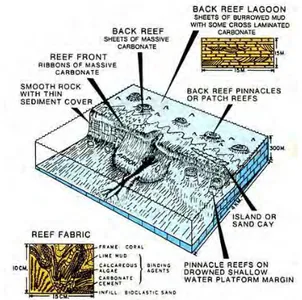 Gambar 2. 6 Ilustrasi Lingkungan pengendapan dari karbonat  berbentuk reefs (sumber: sepm.or) 