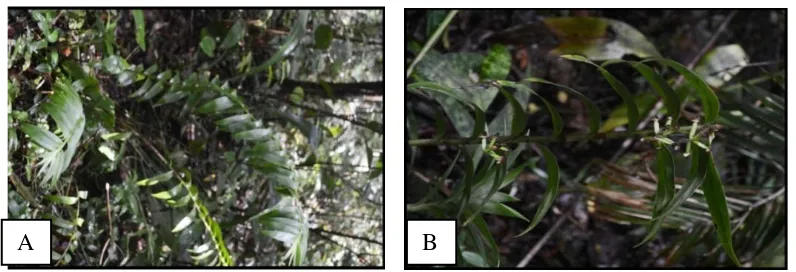 Gambar 17. Appendicula alba, A. anggrek di alam, B. bunga 