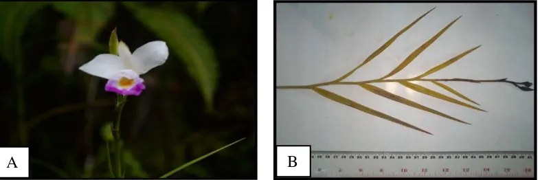 Gambar 18. Arundina graminofolia, A. bunga, B. spesimen kering 