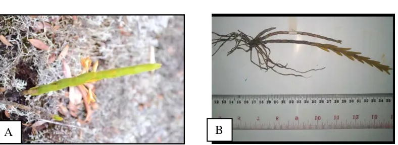 Gambar 25. Dendrobium erosum, A. bentuk morfologi, B. spesimen kering