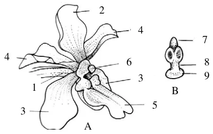 Gambar 1. Struktur bunga Cattleya, A. Bunga: 1. kelopak dorsal, 2. mahkota (corolla), 3