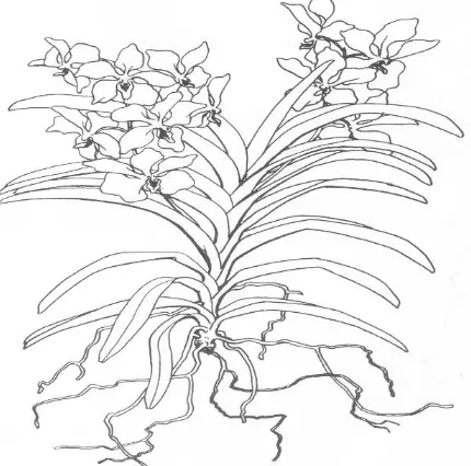 Gambar 3. Anggrek simpodial: 1. batang tua, 2. batang, 3. umbi semu, 4. akar, 5. daun, 6