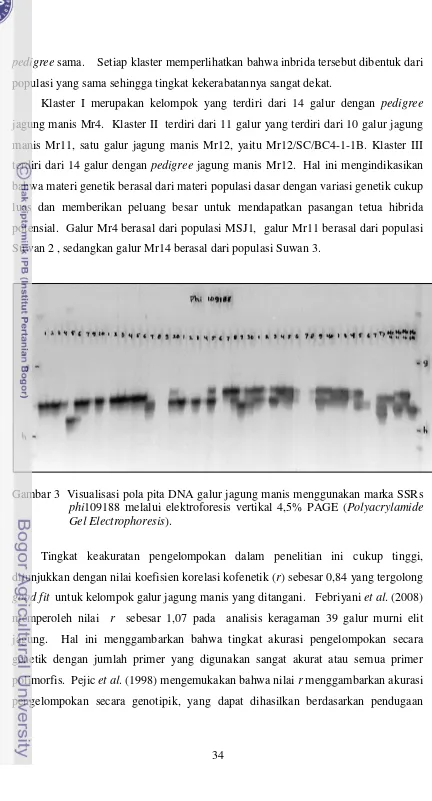 Gambar 3  Visualisasi pola pita DNA galur jagung manis menggunakan marka SSRs 