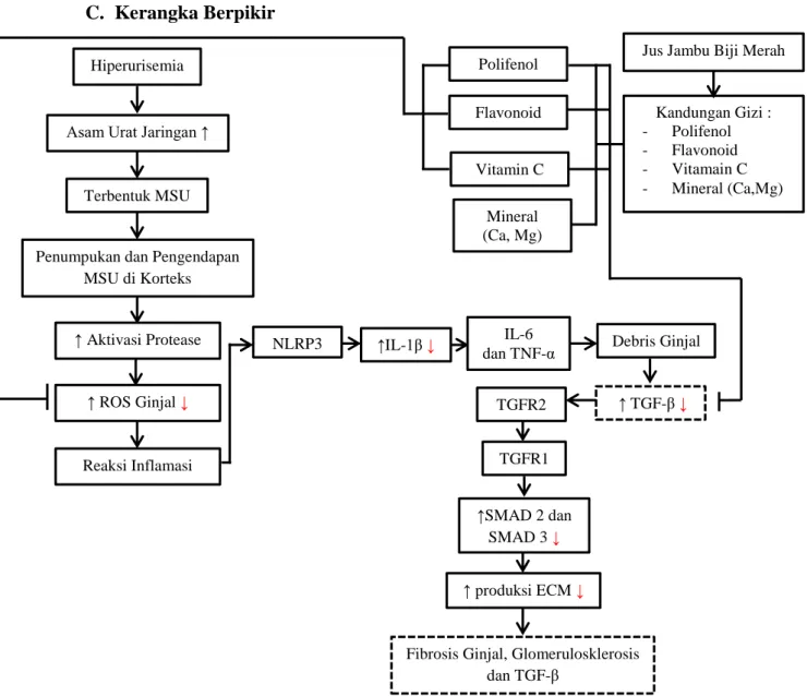 Gambar 2.9. Kerangka Berpikir Pengaruh Pemberian Jus Jambu Biji Merah (Psidium Guava Linn.)  Dosis 5 ml/KgBB/hari, 10 ml/KgBB/hari, 20 ml/KgBB/hari terhadap Fibrosis, Glomerulosklerosis  dan Ekspresi Protein TGF-β pada Ginjal Mencit (Mus Musculus) Model Hi